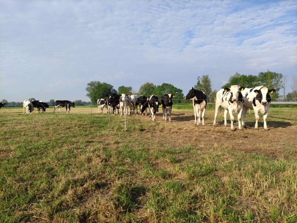 Milchvieh der Tremmener Agrarprodukte GmbH auf der Weide